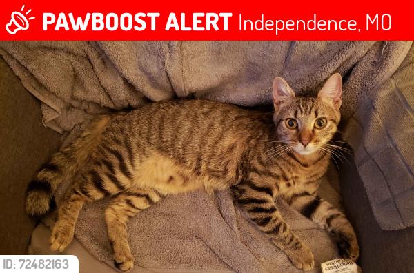 Lost Female Cat last seen E 35th terr s, Independence, MO 64055