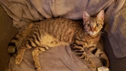 Lost Female Cat last seen E 35th terr s, Independence, MO 64055