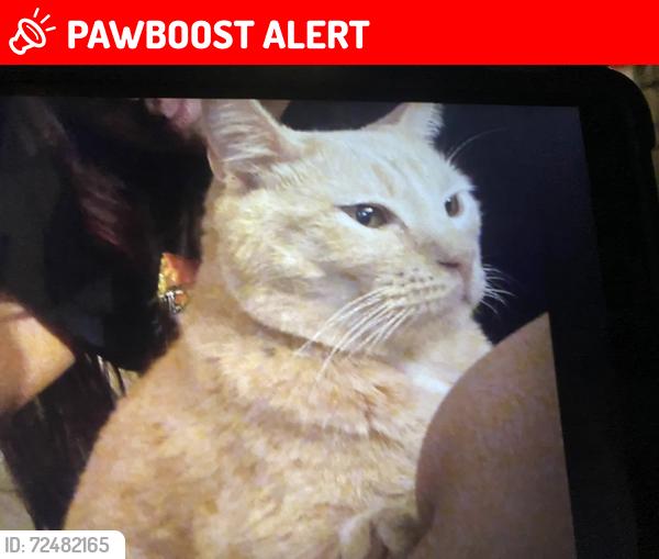 Lost Male Cat last seen 24th and center ave, Rancho Cucamonga, CA 91730