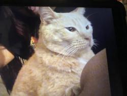 Lost Male Cat last seen 24th and center ave, Rancho Cucamonga, CA 91730