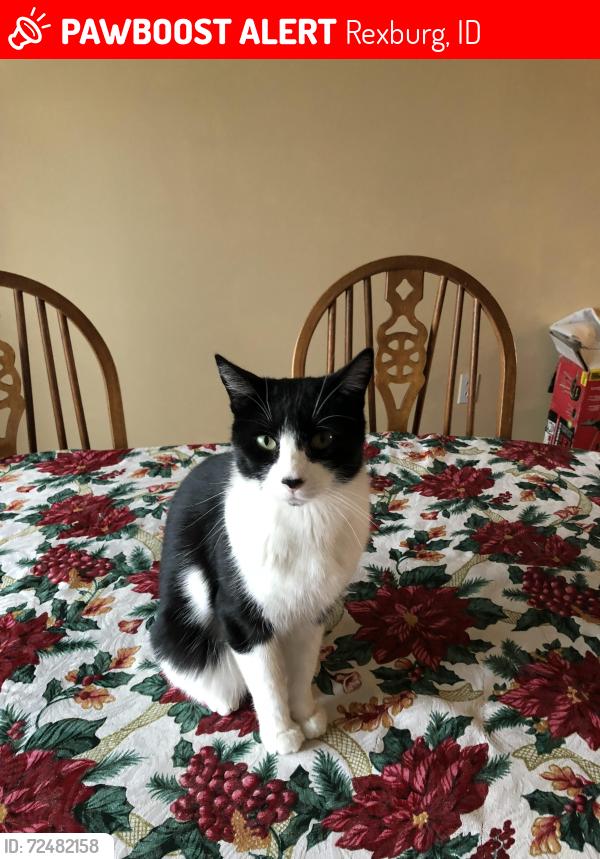 Lost Male Cat last seen Summerfield Lane , Rexburg, ID 83440