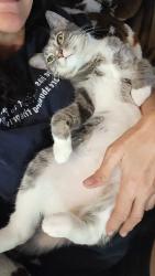 Lost Female Cat last seen N. Carpenter Road , Titusville, FL 32796