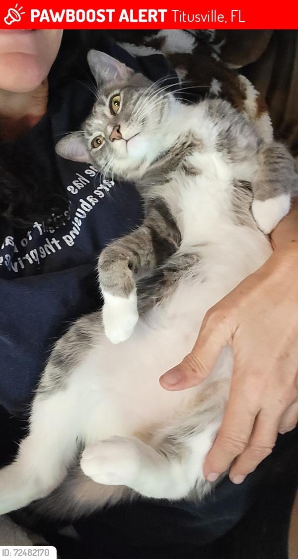 Lost Female Cat last seen N. Carpenter Road , Titusville, FL 32796