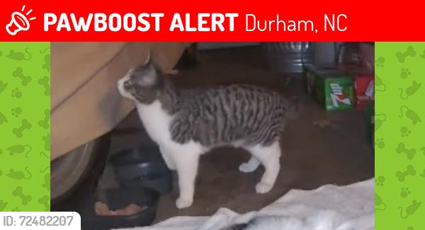 Lost Male Cat last seen Beverly Drive and Forest Hills Park, Durham, NC, Durham, NC 27707