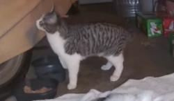 Lost Male Cat last seen Beverly Drive and Forest Hills Park, Durham, NC, Durham, NC 27707