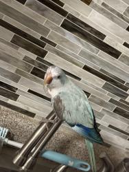 Lost Male Bird last seen Ripplewood Dr garland tx, Garland, TX 75044