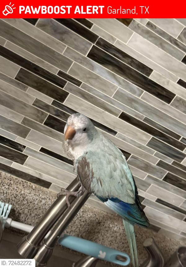 Lost Male Bird last seen Ripplewood Dr garland tx, Garland, TX 75044