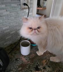 Lost Male Cat last seen Wapiti trail and high basin, San Antonio, TX 78228