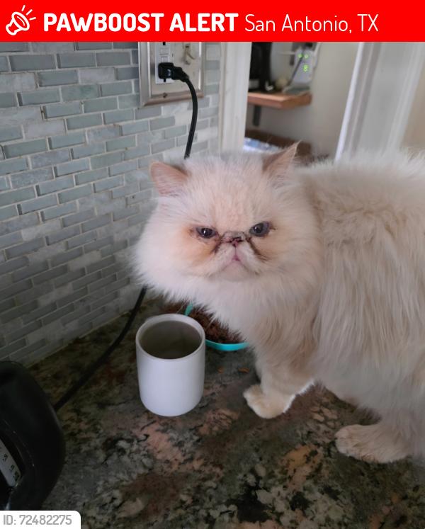 Lost Male Cat last seen Wapiti trail and high basin, San Antonio, TX 78228