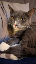Lost Male Cat last seen North Street Worcester Ma, Worcester, MA 01605