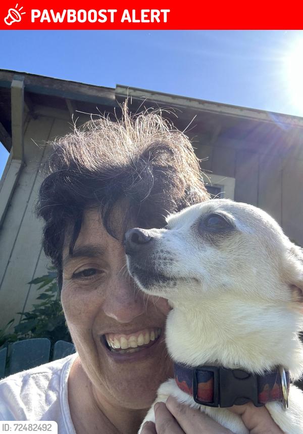Lost Male Dog last seen Near point Reyes route1 , Point Reyes Station, CA 94956