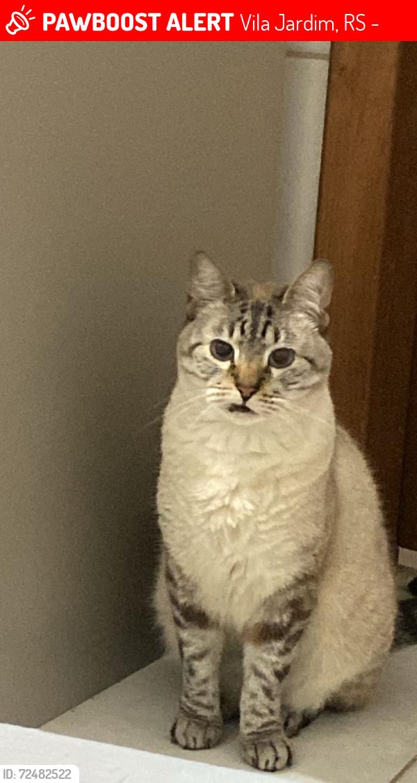Lost Male Cat last seen Mercado Ferraz , Vila Jardim, RS 91320-212