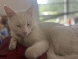Lost Male Cat last seen Near ave and 248 st, Homestead, FL 33032