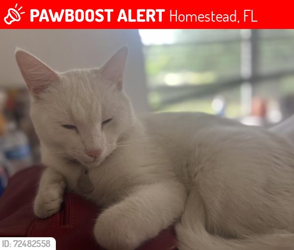 Lost Male Cat last seen Near ave and 248 st, Homestead, FL 33032