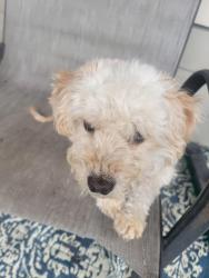 Lost Male Dog last seen Basalt & Shale, Baytown, TX 77521