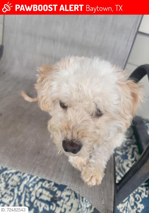 Lost Male Dog last seen Basalt & Shale, Baytown, TX 77521