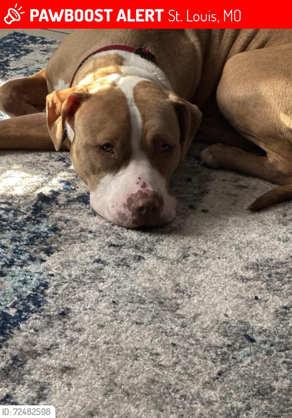 Lost Female Dog last seen James Patrick lane , St. Louis, MO 63138