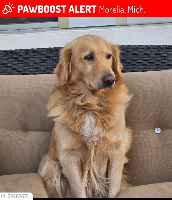 Lost Male Dog last seen Francisco González Bocanegra 33, Morelia, Mich. 