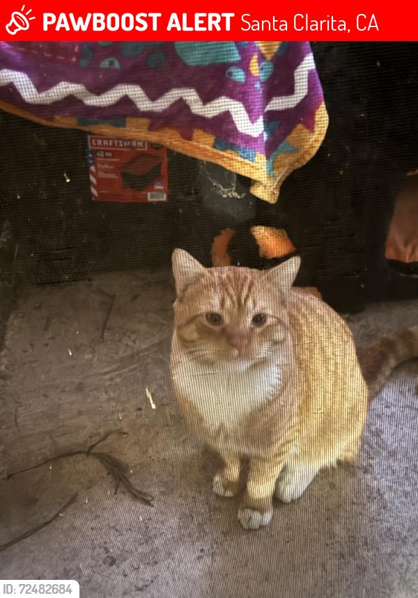 Lost Male Cat last seen Whites canyon, Santa Clarita, CA 91351