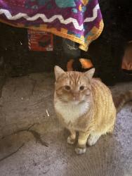 Lost Male Cat last seen Whites canyon, Santa Clarita, CA 91351