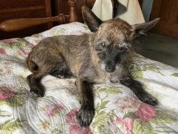 Lost Male Dog last seen South Altman and US 52, New Richmond, OH 45157, Monroe Township, OH 45153