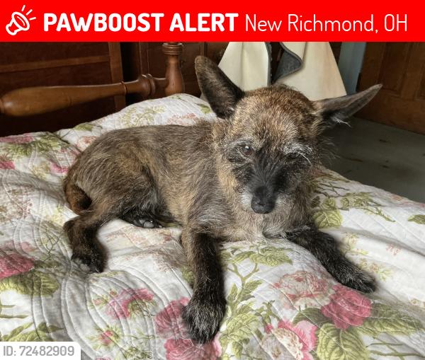 Lost Male Dog last seen South Altman and US 52, New Richmond, OH 45157, Monroe Township, OH 45153