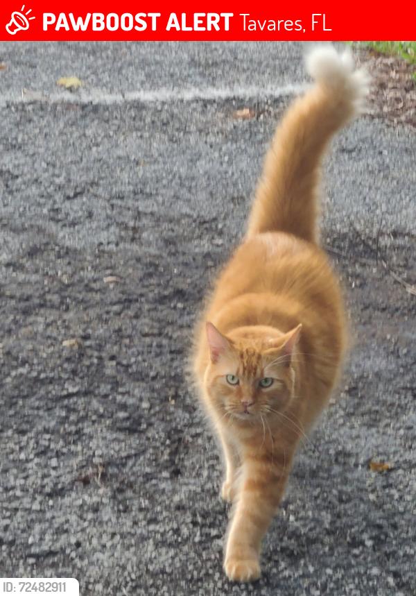 Lost Male Cat last seen Dead River and Captain Haynes, Tavares, FL 32778