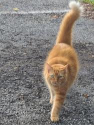 Lost Male Cat last seen Dead River and Captain Haynes, Tavares, FL 32778