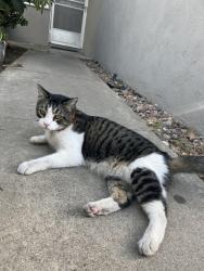 Lost Male Cat last seen Terminal Way and Anaheim Ave , Costa Mesa, CA 92627
