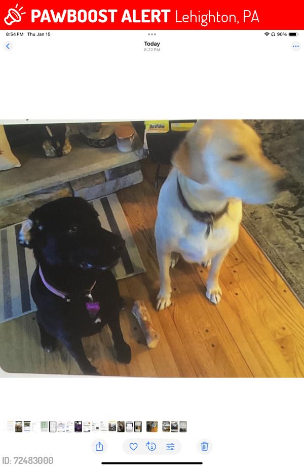 Lost Male Dog last seen Green St near Deer Path heading north, Lehighton, PA 18235