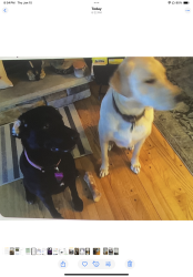 Lost Male Dog last seen Green St near Deer Path heading north, Lehighton, PA 18235