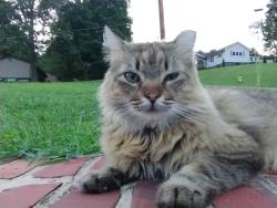 Lost Male Cat last seen Wells Road and South Forest Dr, Knoxville, TN 37920
