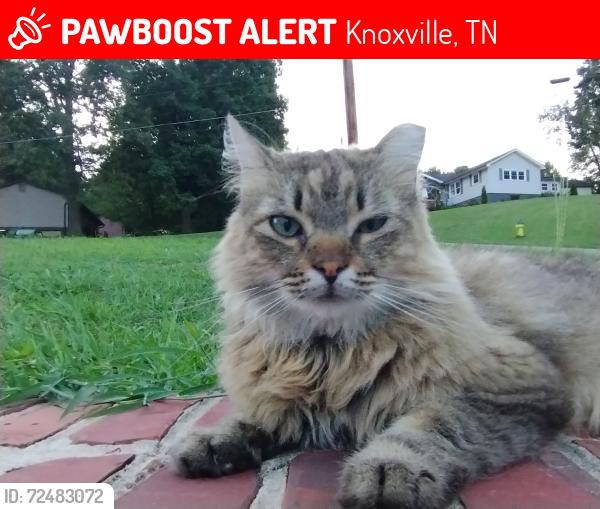 Lost Male Cat last seen Wells Road and South Forest Dr, Knoxville, TN 37920