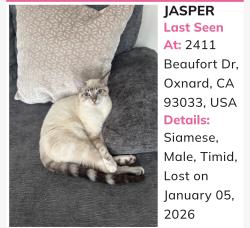 Lost Male Cat last seen Lemonwood/ San Mateo, Oxnard, CA 93033