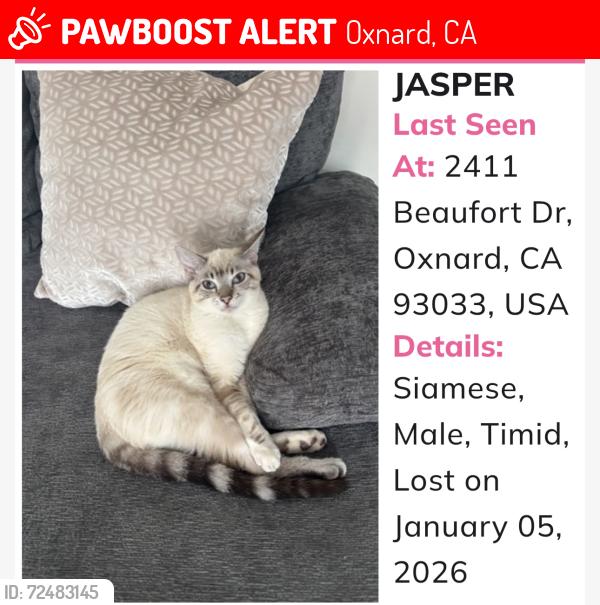 Lost Male Cat last seen Lemonwood/ San Mateo, Oxnard, CA 93033