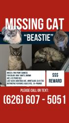 Lost Male Cat last seen Saratoga Park, Central Ave., Kingsley Ave., Montclair, CA 91763
