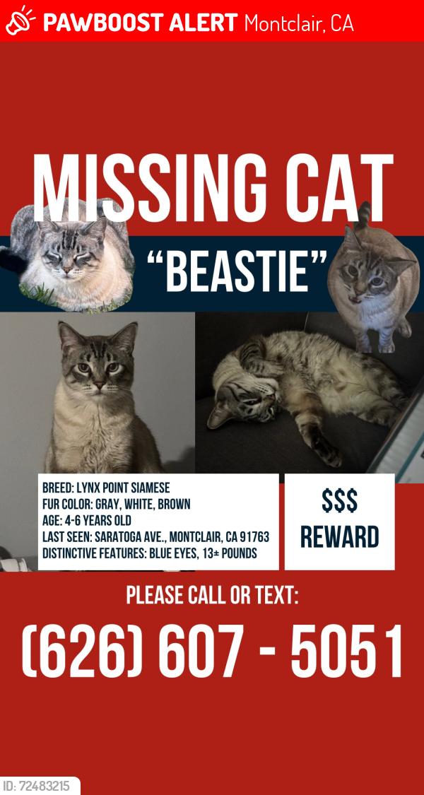 Lost Male Cat last seen Saratoga Park, Central Ave., Kingsley Ave., Montclair, CA 91763