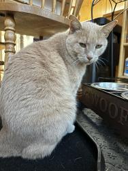 Lost Male Cat last seen Downtown main street fort Mill , Fort Mill, SC 29715