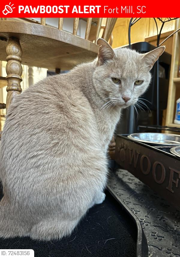 Lost Male Cat last seen Downtown main street fort Mill , Fort Mill, SC 29715