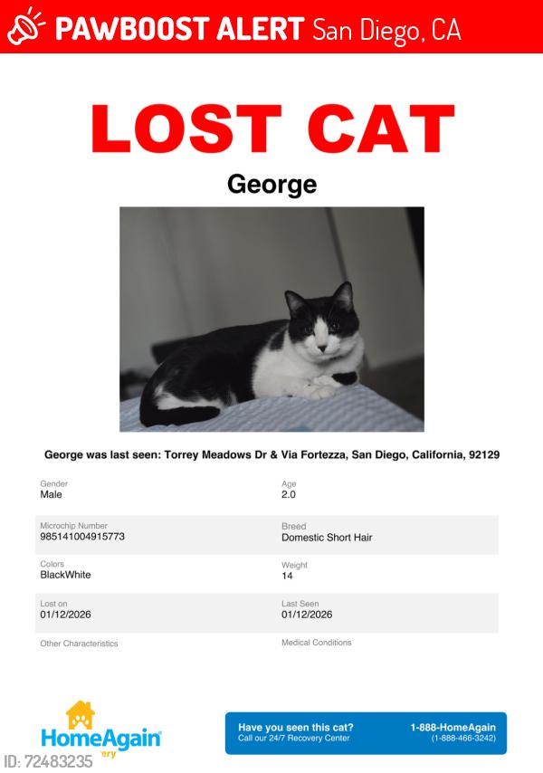 Lost Male Cat last seen Via Fortezza, San Diego, CA 92129