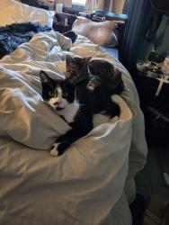 Lost Male Cat last seen Van Koevering St between acacia and sycamore , Rialto, CA 92376