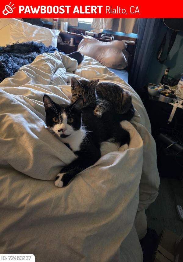 Lost Male Cat last seen Van Koevering St between acacia and sycamore , Rialto, CA 92376