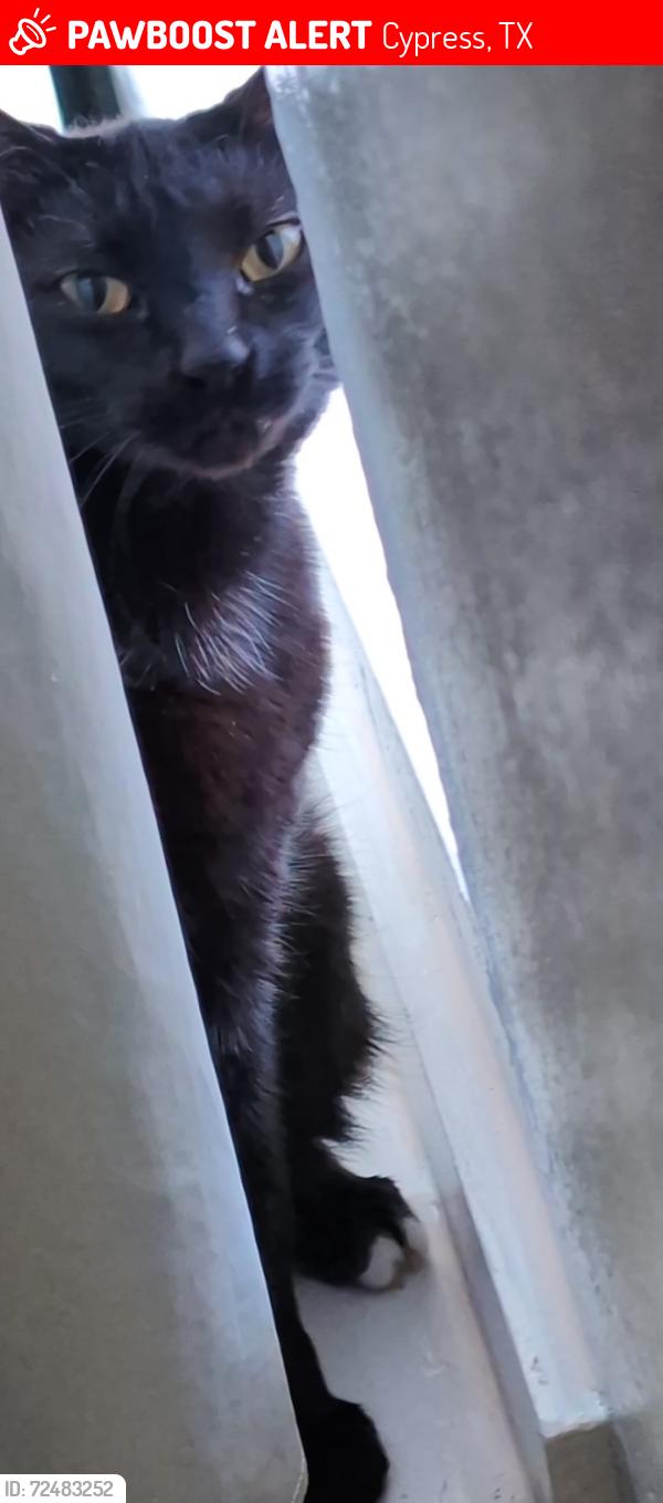 Lost Female Cat last seen Tupelo Dr and empty bedt st, Cypress, TX 77429