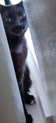 Lost Female Cat last seen Tupelo Dr and empty bedt st, Cypress, TX 77429