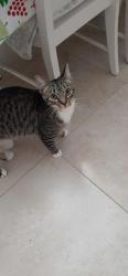 Lost Female Cat last seen Alton cir/Aster rd, Port St. Lucie, FL 34953