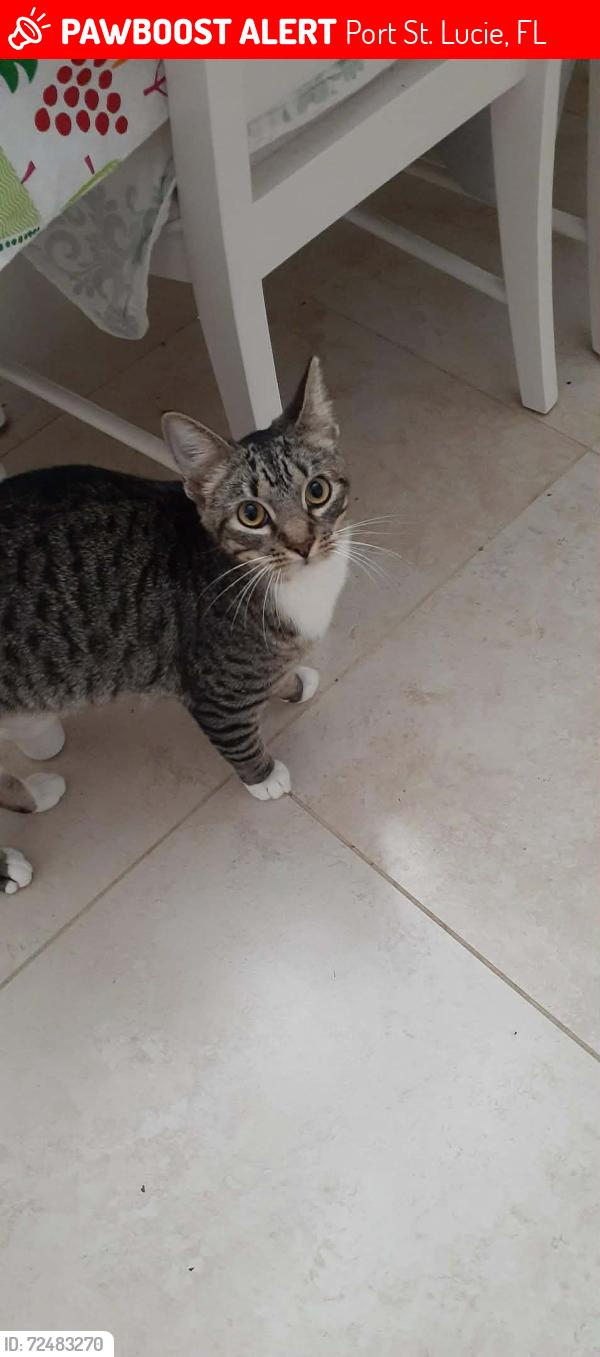 Lost Female Cat last seen Alton cir/Aster rd, Port St. Lucie, FL 34953