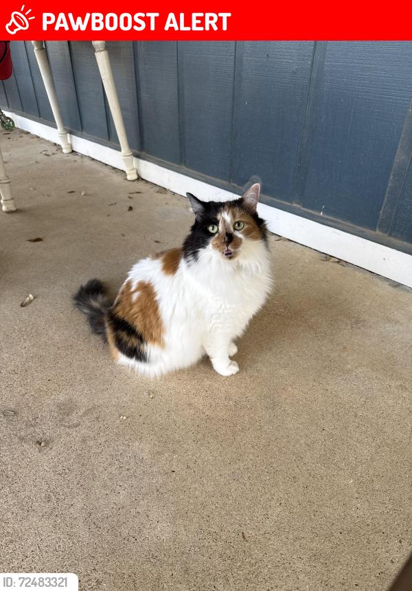 Lost Female Cat last seen S. Peach St., Little River-Academy, TX 76554