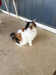 Lost Female Cat last seen S. Peach St., Little River-Academy, TX 76554