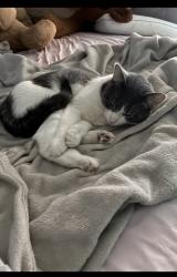 Lost Male Cat last seen Between linder and long on Agatite , Chicago, IL 60630