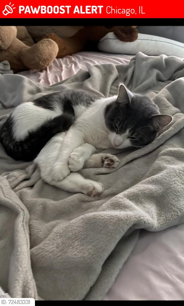 Lost Male Cat last seen Between linder and long on Agatite , Chicago, IL 60630